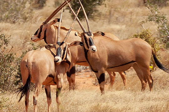 3 Days Samburu Safari